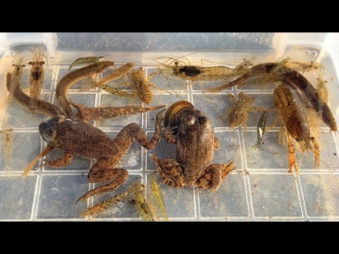 Видео: Сбор существ в зимних реках Японии. Лягушка, раки, краб, рыба.