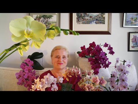 Видео: КАК ВЫРАЩИВАТЬ ОРХИДЕИ..ИТОГИ ШЕСТИ ЛЕТ