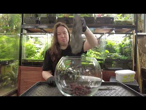 Видео: Как сажать открытый минифлорариум