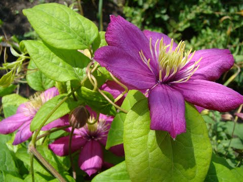Видео: Клематисы. Зимуем дома. Первые результаты