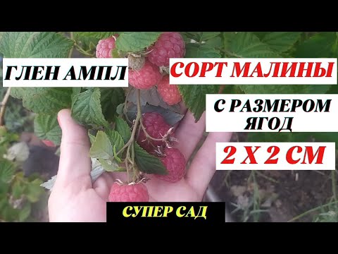 Видео: Малина Глен Эмпл - крупноплодный сорт