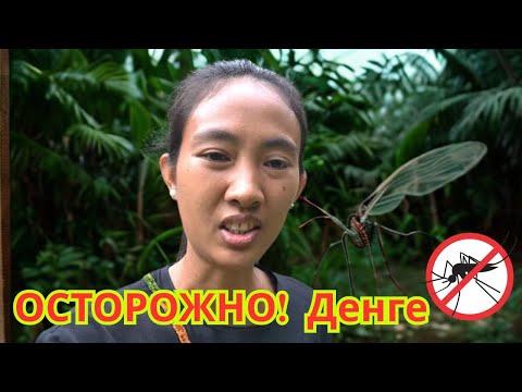 Видео: Осторожно! Денге