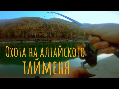 Видео: Битва тайменя со щукой, редкие кадры/Невероятный улов/Охота на алтайского тайменя/Река Катунь.