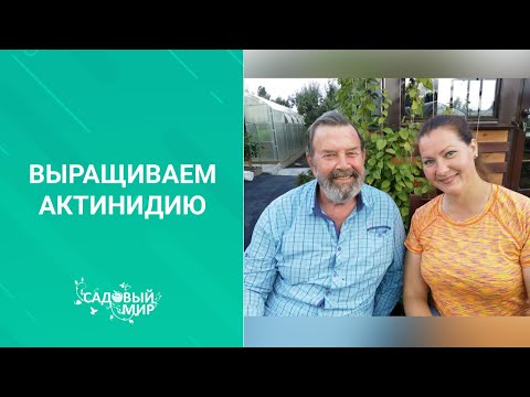 Видео: Ягодная  лиана Актинидия коломикта. Размножение и уход. Советы доктора б.н. Фурсова Н. П.