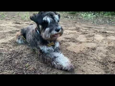 Видео: Дори 10 мес🫶( дрессировка каждый день цвергшнауцер)