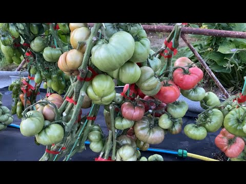 Видео: Гномья грядка.