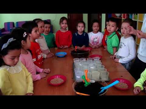 Видео: "Ас атасы-нан" ғылыми жоба зерттеу мақсатында балалармен бидай егу жұмысы