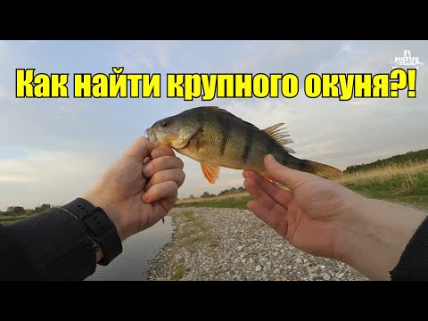 Видео: В погоне за крупным окунем! Рыбалка в Калининграде.