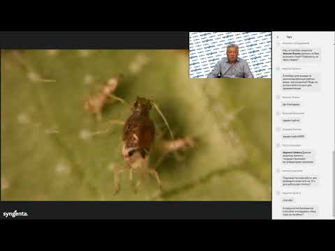 Видео: Вебинар «Томатная моль и белокрылка: как контролировать?»
