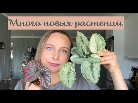 Видео: Покупки растений за лето 2025