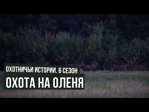 Видео: Охота на оленя \ Охотничьи истории