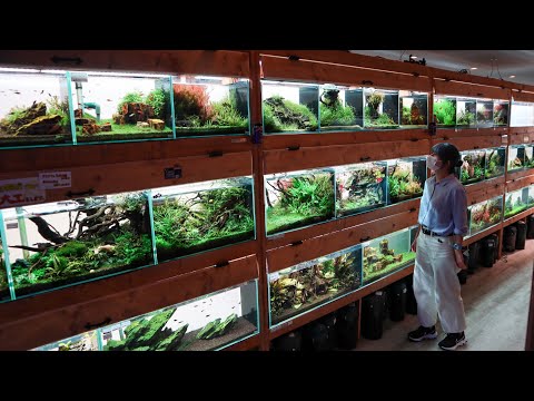 Видео: Самый НЕВЕРОЯТНЫЙ ТУР ПО МАГАЗИНУ АКВАРИУМНЫХ РЫБОК В ЯПОНИИ!
