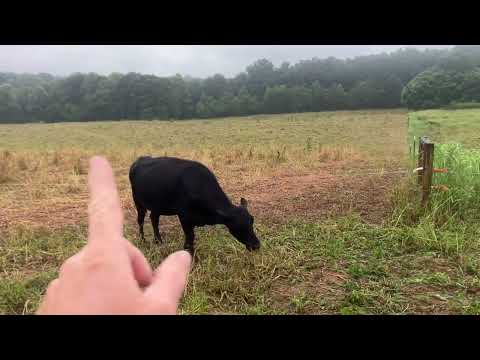 Видео: Мы перешли на выборочный выпас! 🤯