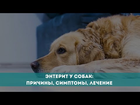 Видео: Энтерит у собак: причины, симптомы, лечение