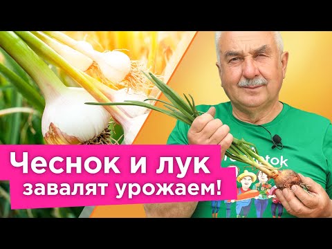 Видео: ПОЛЕЙТЕ ТАК ЧЕСНОК И ЛУК В ИЮНЕ для крупных головок и длительного хранения