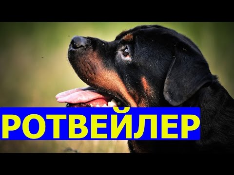 Видео: Ротвейлер: описание породы, содержание и питание