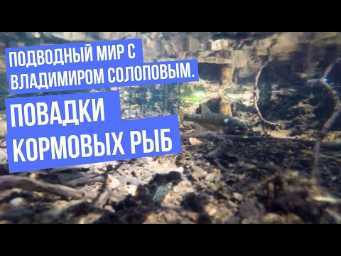 Видео: Повадки кормовых рыб \ Подводный мир с Владимиром Солоповым