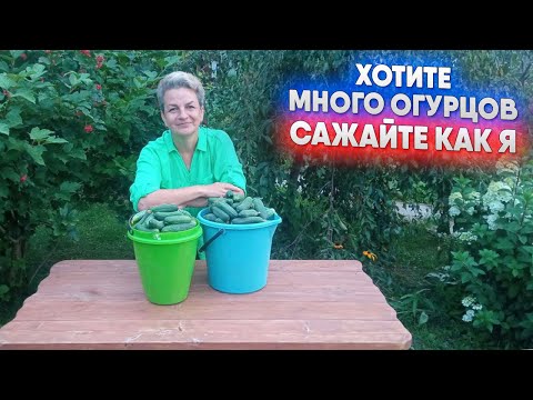 Видео: Хотите много огурцов, сажайте как я