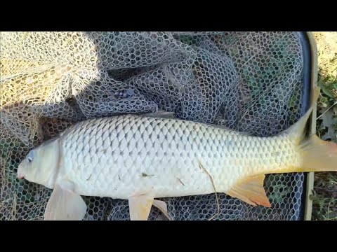 Видео: Рыбалка(КМВ) 6.08.23г. Нижнеподкумский четвёртый пруд-малый водоём. Рыбалка на поплавки. Клёв 🔥