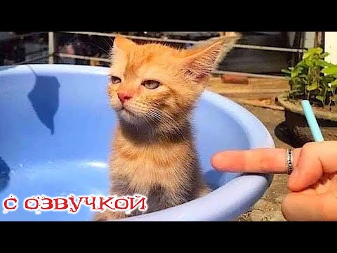 Видео: Приколы с котами! Самые смешные животные с озвучкой! СМЕШНЫЕ КОТЫ И СОБАКИ!