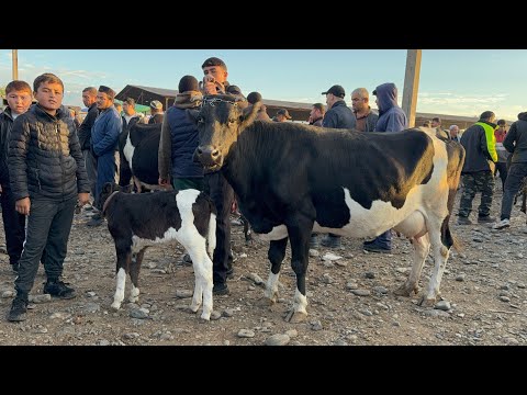 Видео: МОЛИ ШИРТЕ НАВОРИ ЗУР БАРОИ ШУМО НАРХ НАВО ИМРУЗ ЧИХЕЛ БОША 3 ноября 2024 г.