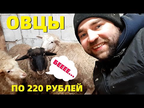 Видео: КУПИЛ ОВЕЦ ! ОБЗОР большой Татарской ФЕРМЫ