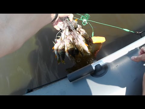 Видео: Окунь на каждом забросе