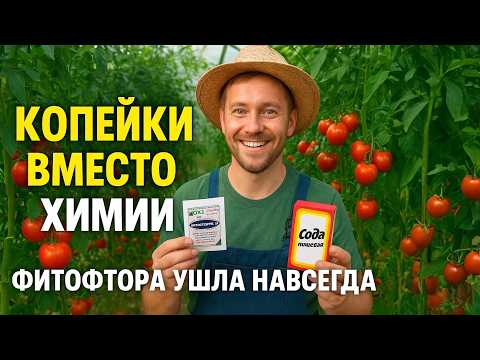 Видео: 3 Года без Фитофторы! Рабочий Способ Без Химии и Затрат
