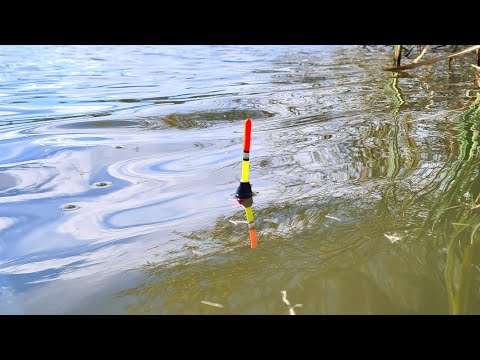 Видео: Плотва На СИР та ОПАРИШ. Рибалка На Поплавок в Жовтні