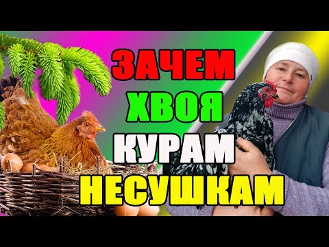 Видео: Зачем ХВОЯ курам несушкам. Как добавлять хвою в питание кур и кроликов.