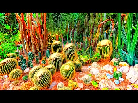 Видео: Крым. БАЛ ХРИЗАНТЕМ. КАКТУСОВАЯ ОРАНЖЕРЕЯ. БАМБУКОВАЯ РОЩА. НИКИТСКИЙ БОТАНИЧЕСКИЙ САД.