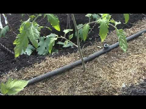 Видео: Первая подкормка томатов на грядке