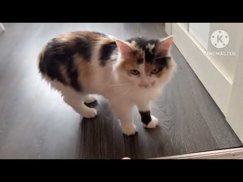 Видео: Что вышила ,🪡 связала 🧶, немножко дачи 🪴и моя любимка , кошечка Нюся 🐈❤️