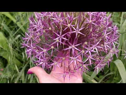 Видео: Сад квітує і буяє в кінці травня. Прогулянка садом. Багаторічники і декор кущі. Декоративна цибуля.