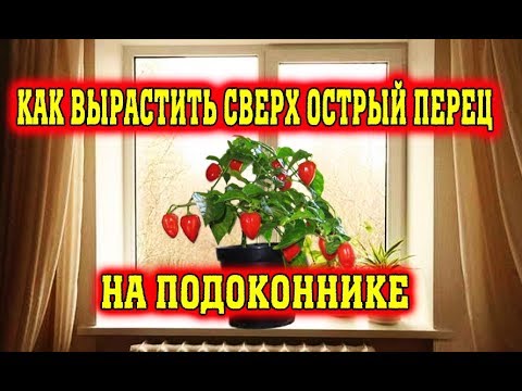 Видео: Сверх острый перец на подоконнике Часть 1