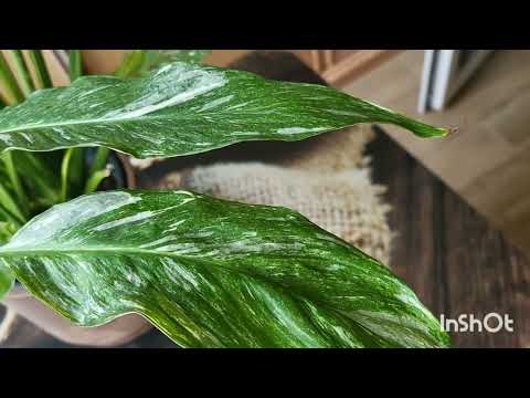 Видео: Спатифилум. 16.11.2023.