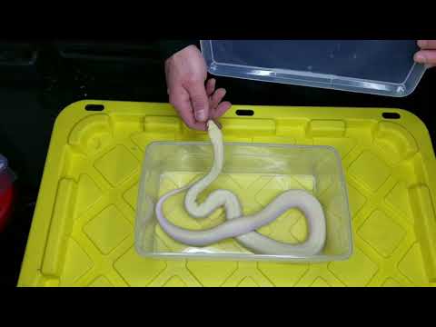 Видео: Как быстро приручить/социализировать домашнюю змею (на нескольких примерах)