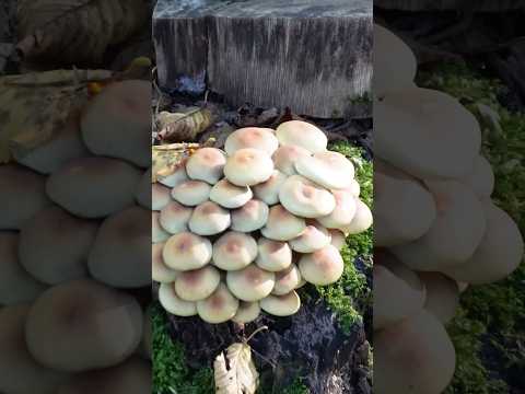 Видео: Опеньок сірчано-жовтий несправжній #mushroom #nature #wildmushrooms #природа #ліс #fungi