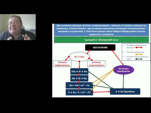 Видео: Система гемостаза 2ч Афончиков В.С.