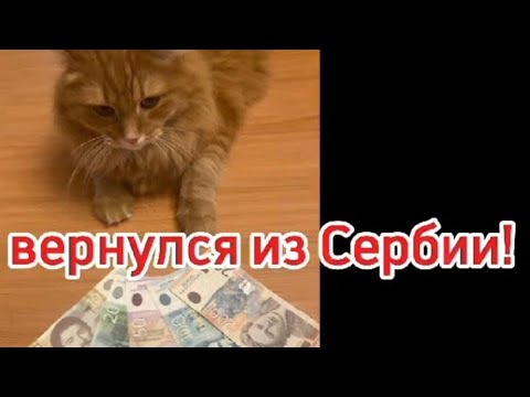 Видео: Бусинка вернулся из Сербии