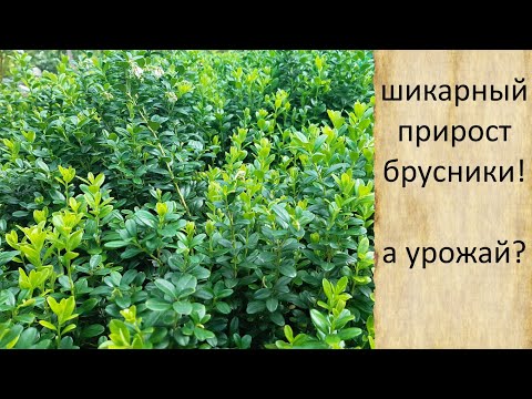 Видео: Брусника на грядке. Шикарный прирост, урожай - ждём.