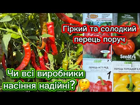 Видео: Огляд сортів перцю. Шукаю надійних виробників насіння. Гіркий та солодкий перець росте поруч 🌶️🤔