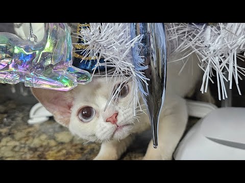 Видео: Наши котята Девон- Рекс