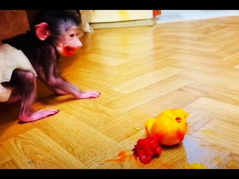 Видео: СМЕХ, да и только! Как Люся поменяла ВЛАДА на ПЕРСИК!