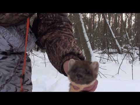 Видео: Охота на куницу. Теория верна в сильные морозы.