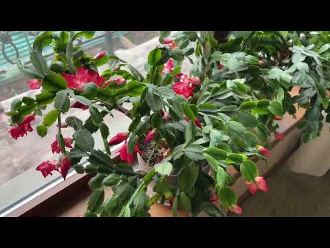 Видео: Обзор моих комнатных цветов в середине декабря. Как проходит зимовка цветов?