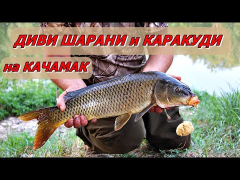 Видео: ДИВИ ШАРАНИ и КАРАКУДИ на КАЧАМАК - Риболов на река ЯНТРА