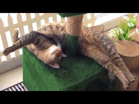 Видео: Минск музей кота и котокафе