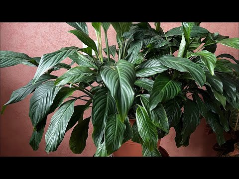 Видео: Тёплый душ для Спатифиллума