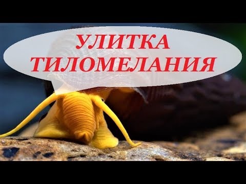 Видео: Улитка Тиломелания в аквариуме размножение, содержание, уход.  Tylomelania.